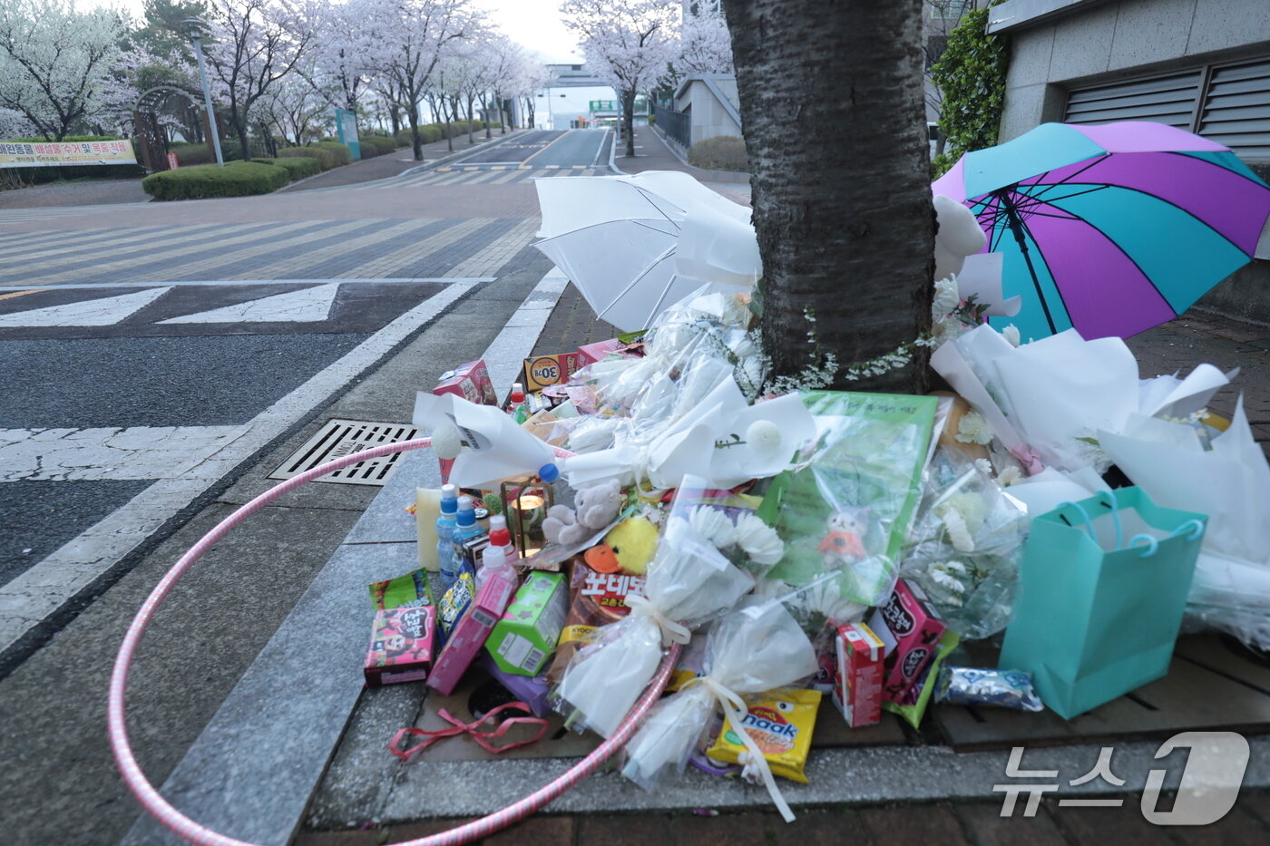 본문 이미지 - 울산의 한 아파트 단지 안에서 초등학생이 횡단보도를 건너다 차에 치여 숨진 현장에 피해 학생을 추모하는 꽃과 간식 등이 놓여 있다.2026.4.2.ⓒ 뉴스1 김세은 기자