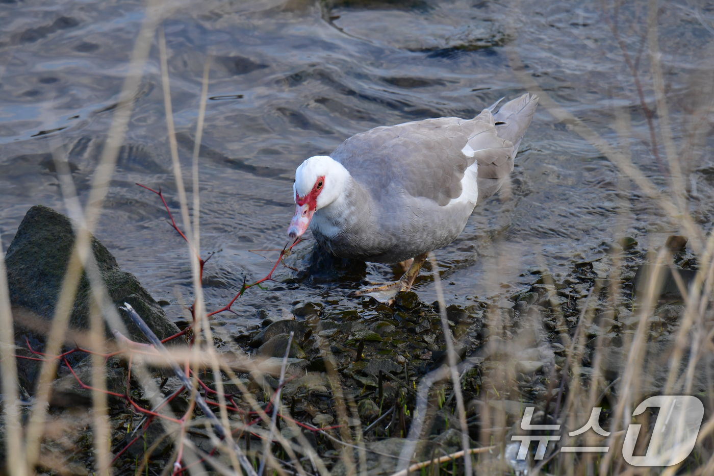(포항=뉴스1) 최창호 기자 = 2일 오전 경북 포항시 남구 연일읍 형산강에서 사향오리(머스코오리) 한마리가 먹잇감을 찾아 다니고 있다. 2026.4.2/뉴스1