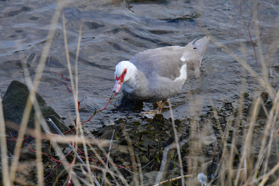 형산강에 날아온 사향 오리