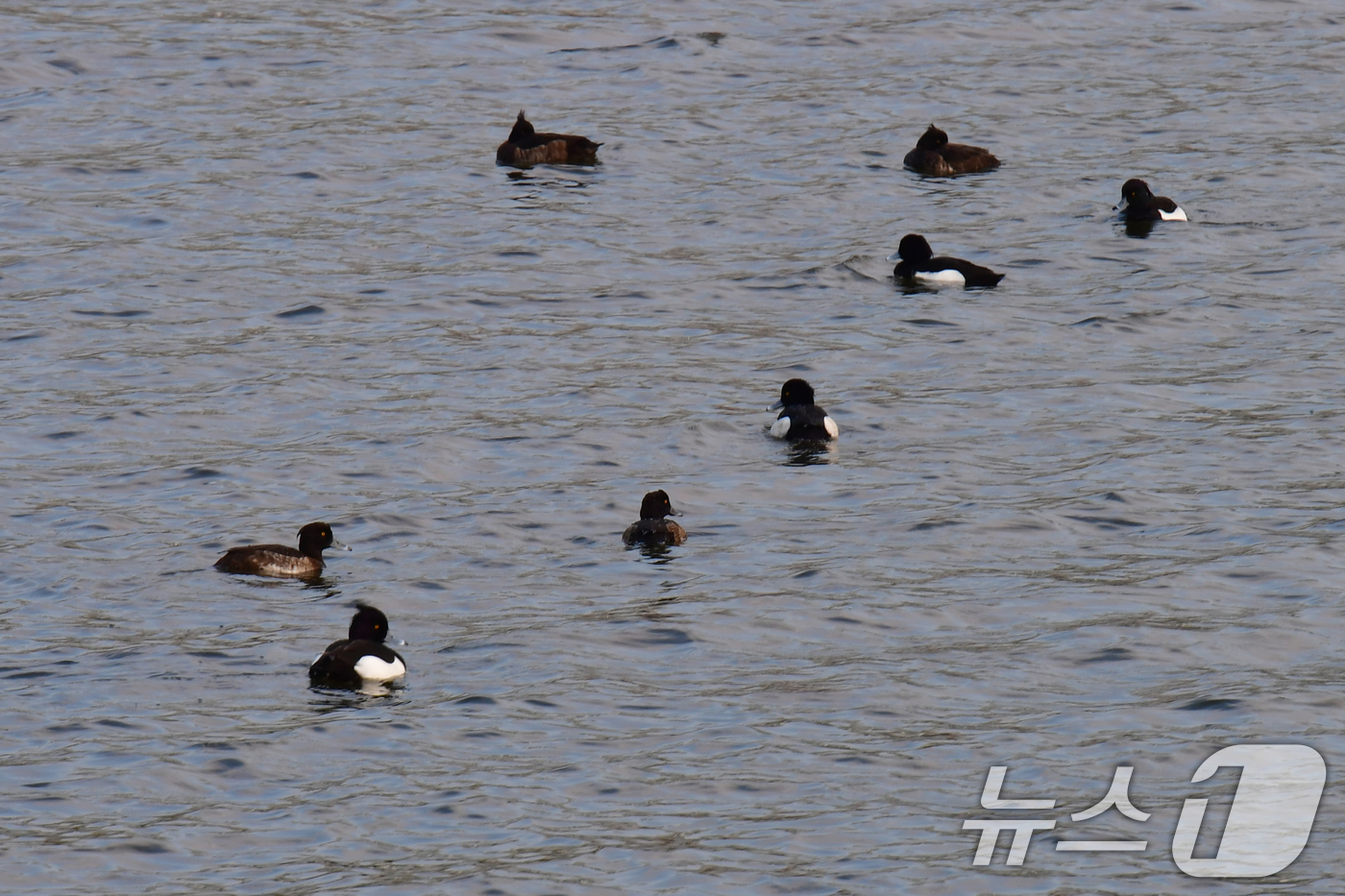 (포항=뉴스1) 최창호 기자 = 2일 오전 경북 포항시 남구 연일읍 형산강에서 댕기 흰죽지들이 먹잇감을 찾아 다니고 있다.  2026.4.2/뉴스1