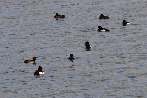 댕기흰죽지들의 봄