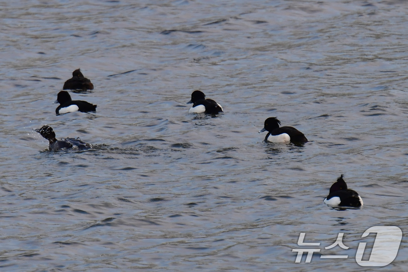 (포항=뉴스1) 최창호 기자 = 2일 오전 경북 포항시 남구 연일읍 형산강에서 댕기 흰죽지들이 먹잇감을 찾아 다니고 있다. 2026.4.2/뉴스1