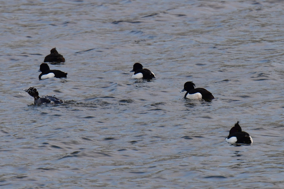 아침 즐기는 댕기흰죽지