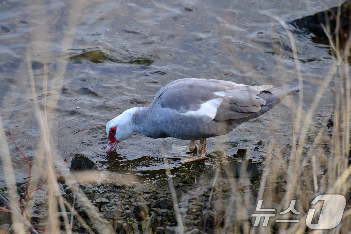 (포항=뉴스1) 최창호 기자 = 2일 오전 경북 포항시 남구 연일읍 형산강에서 사향오리(머스코오리) 한마리가 강물을 먹고 있다.  2026.4.2/뉴스1