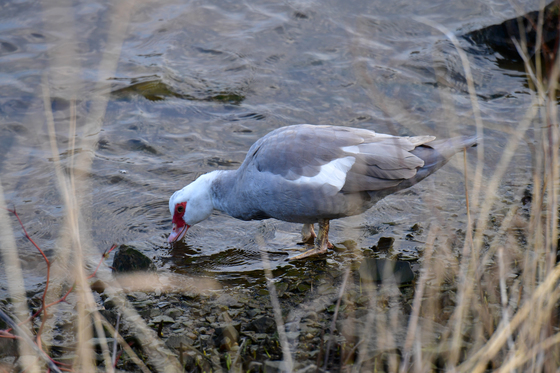 형산강 물 맛보는 사향오리