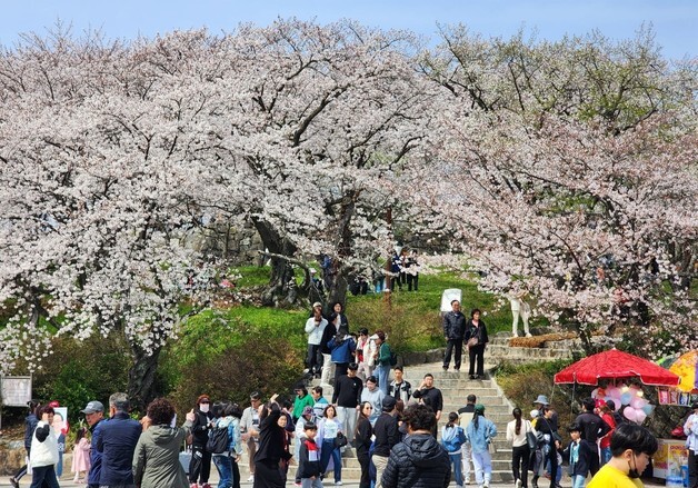"이번 주말 벚꽃 만개한 사천 선진리성으로 오세요"