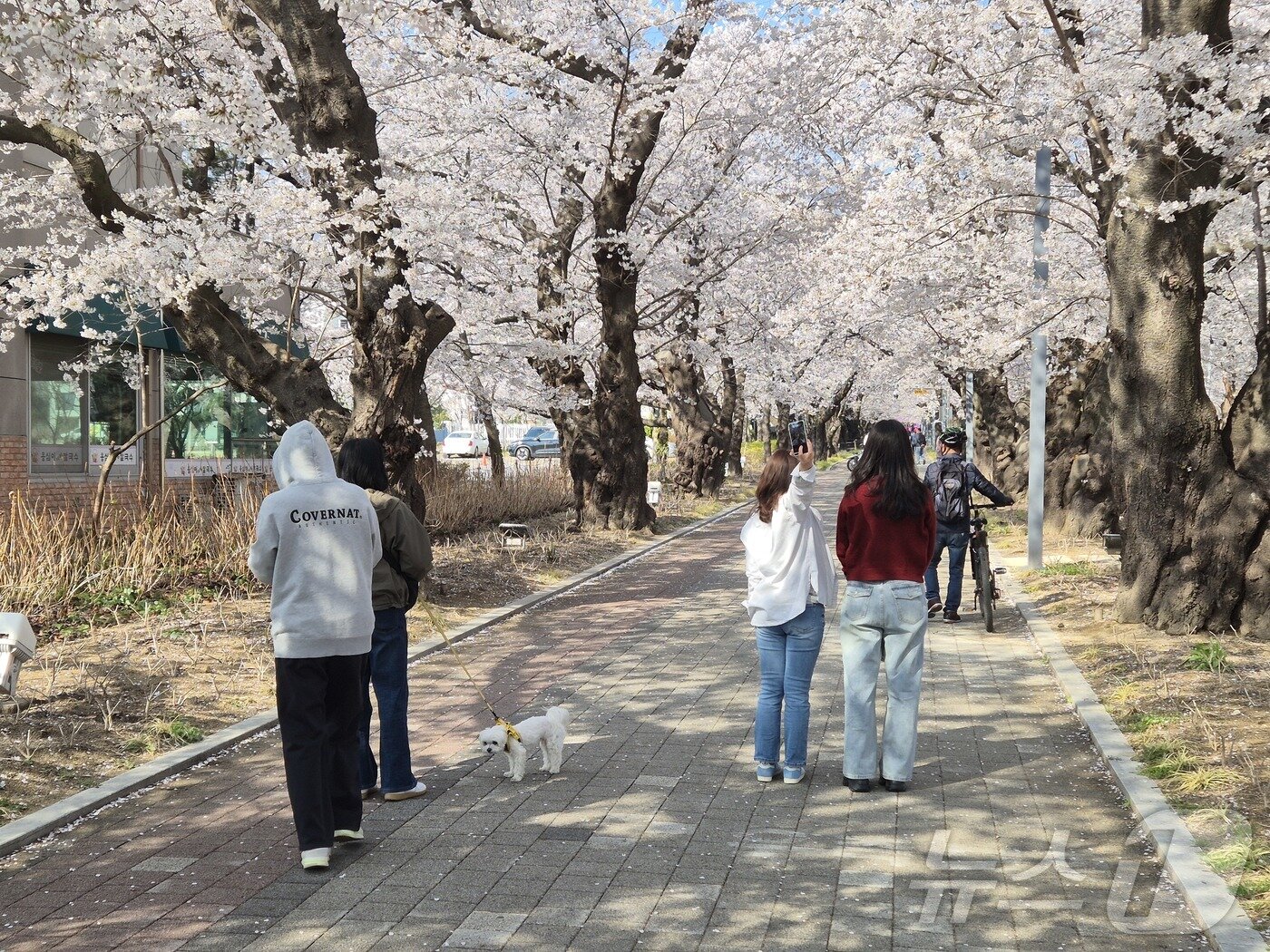 본문 이미지 - 울산 시민들이 2일 울주군 작천정 벚꽃길을 배경으로 사진을 찍고 있다. 2026.4.2ⓒ 뉴스1 박정현 기자