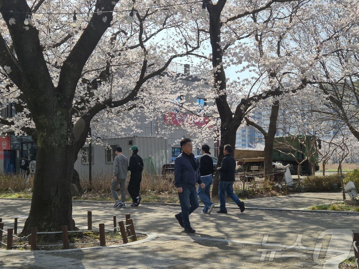 본문 이미지 - 울산 시민들이 2일 울주군 작천정 벚꽃길에서 산책을 즐기고 있다. ⓒ 뉴스1 박정현 기자