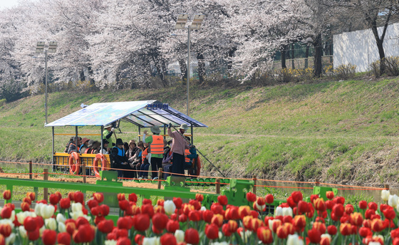 [뉴스1 PICK]도심 속 생태여행 '양재천 천천투어'…'벚꽃 보고 뗏목 타며 봄 즐겨요'