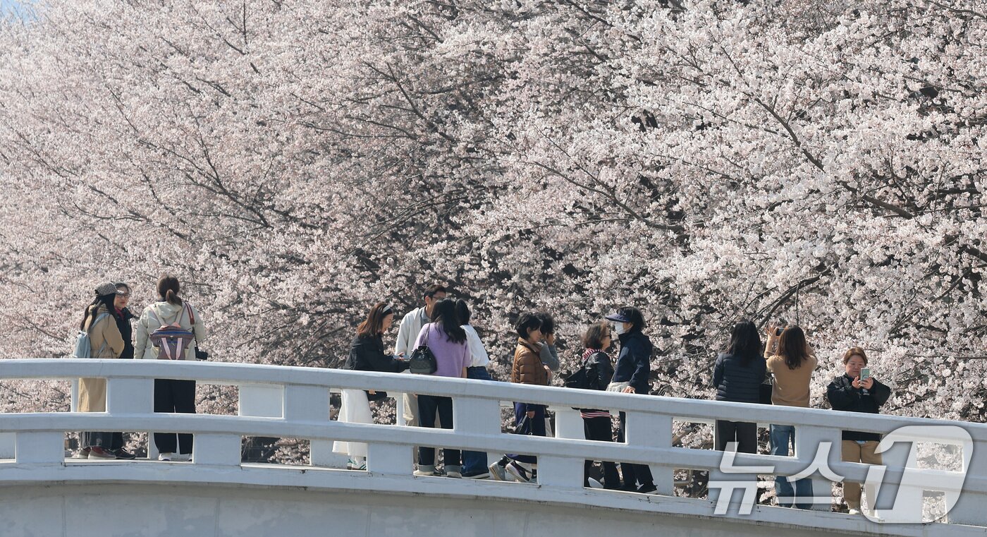 본문 이미지 - 전국 낮 최고기온이 21도까지 오르며 완연한 봄 날씨가 이어진 2일 서울 서초구 양재천에서 시민들이 벚꽃 사이를 거닐며 봄 정취를 즐기고 있다. 2026.4.2 ⓒ 뉴스1 임세영 기자