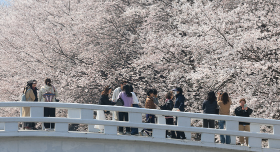 '벚꽃길 산책'