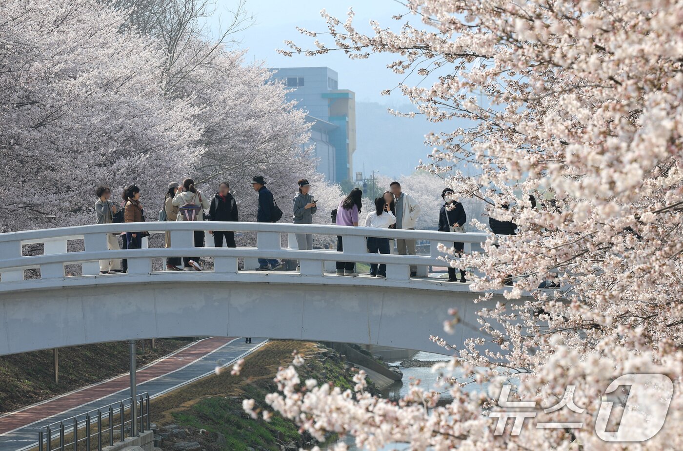 본문 이미지 - 전국 낮 최고기온이 21도까지 오르며 완연한 봄 날씨가 이어진 2일 서울 서초구 양재천에서 시민들이 벚꽃 사이를 거닐며 봄 정취를 즐기고 있다. 2026.4.2 ⓒ 뉴스1 임세영 기자