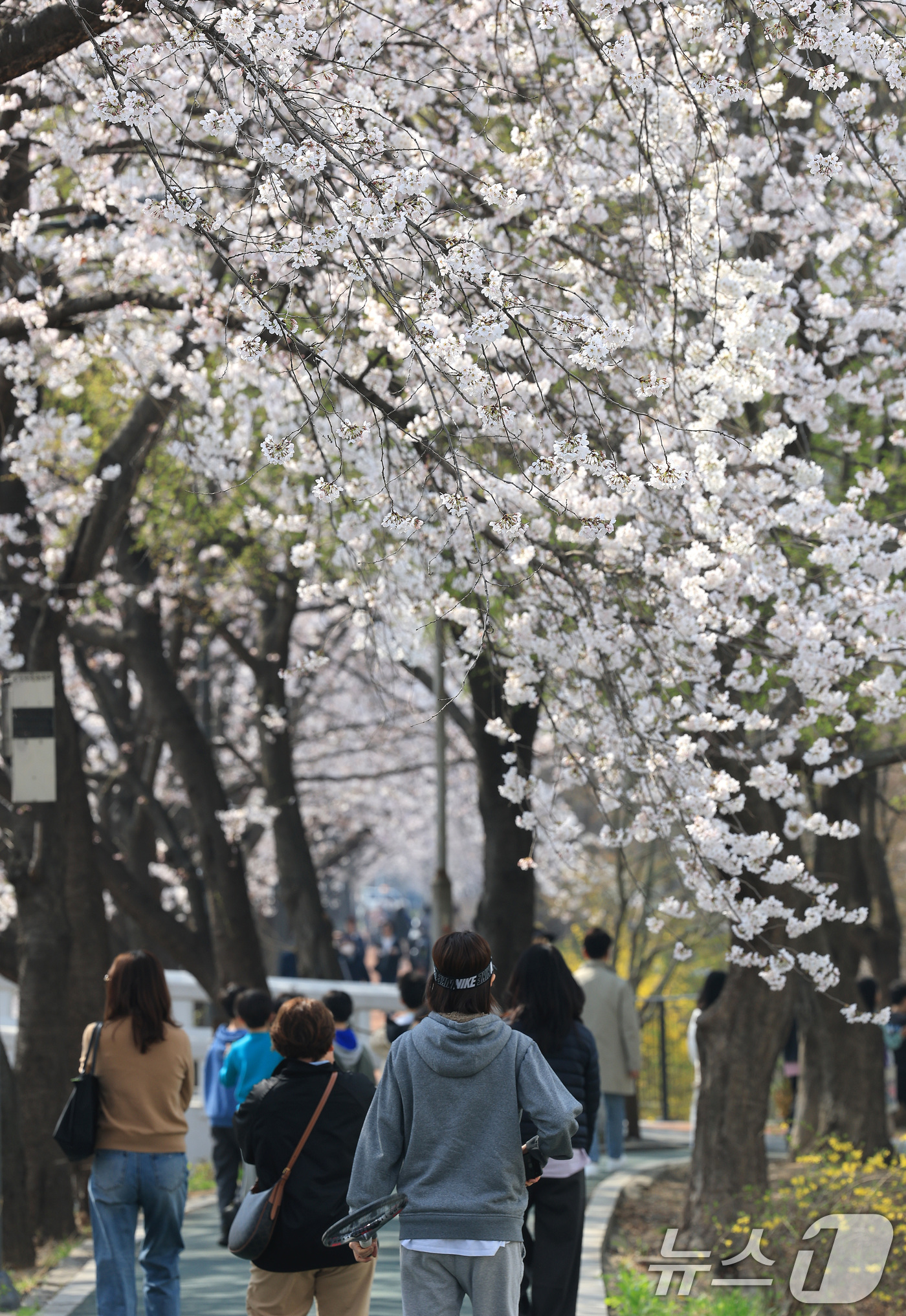 (서울=뉴스1) 임세영 기자 = 전국 낮 최고기온이 21도까지 오르며 완연한 봄 날씨가 이어진 2일 서울 서초구 양재천에서 시민들이 벚꽃 사이를 거닐며 봄 정취를 즐기고 있다. 2 …