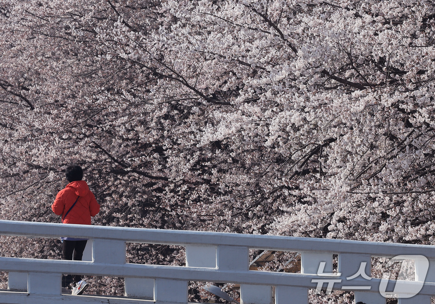 (서울=뉴스1) 임세영 기자 = 전국 낮 최고기온이 21도까지 오르며 완연한 봄 날씨가 이어진 2일 서울 서초구 양재천에서 시민들이 벚꽃 사이를 거닐며 봄 정취를 즐기고 있다. 2 …