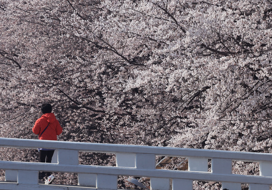 '벚꽃 가득'