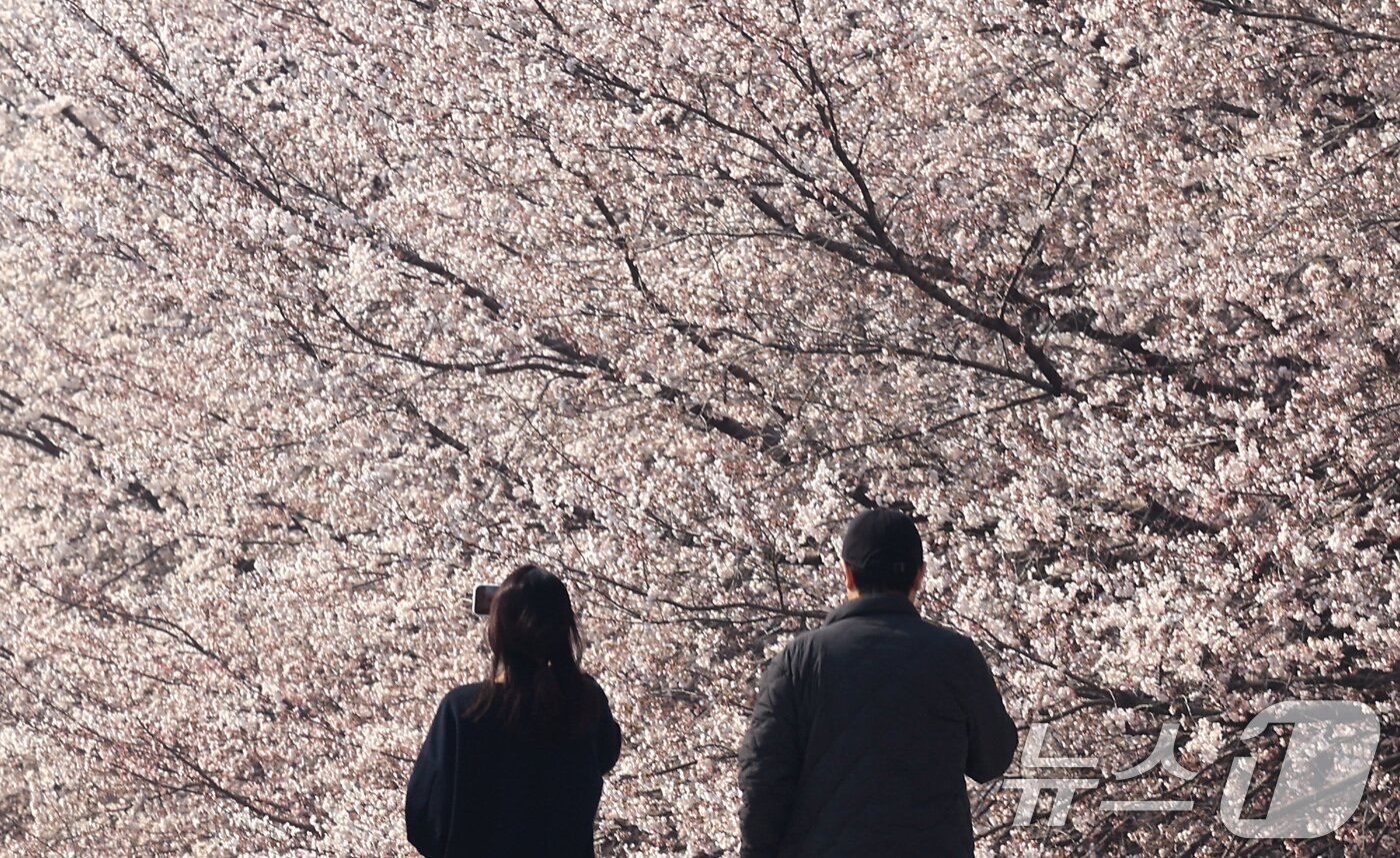 본문 이미지 - 전국 낮 최고기온이 21도까지 오르며 완연한 봄 날씨가 이어진 2일 서울 서초구 양재천에서 시민들이 벚꽃 사이를 거닐며 봄 정취를 즐기고 있다. 2026.4.2 ⓒ 뉴스1 임세영 기자