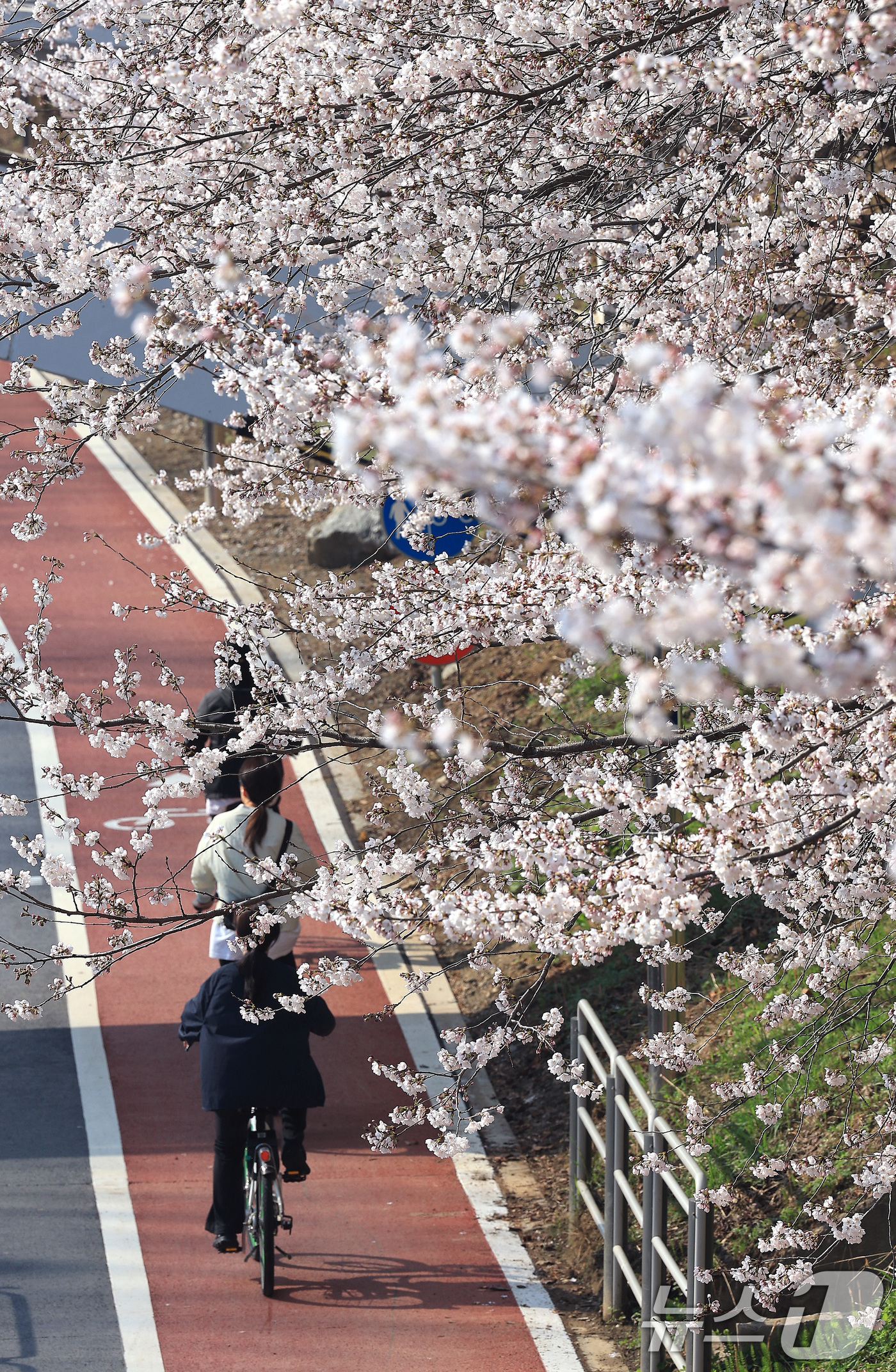 (서울=뉴스1) 임세영 기자 = 전국 낮 최고기온이 21도까지 오르며 완연한 봄 날씨가 이어진 2일 서울 서초구 양재천에서 시민들이 벚꽃 사이로 자전거를 타며 봄 정취를 즐기고 있 …