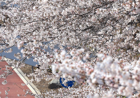'자전거 타고 벚꽃길 달리는 시민들'