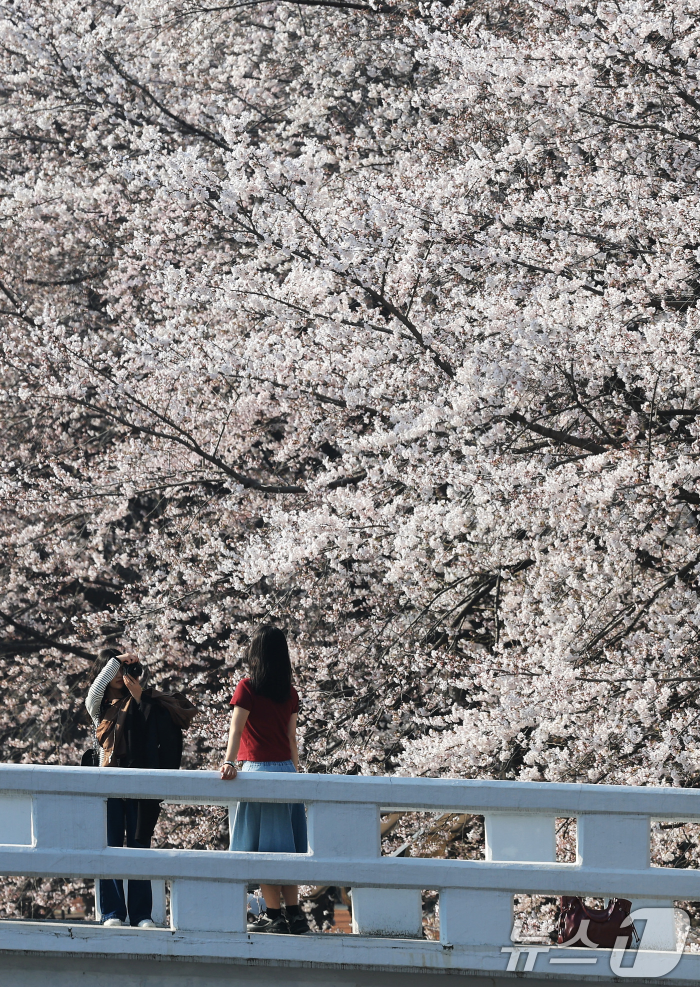 (서울=뉴스1) 임세영 기자 = 전국 낮 최고기온이 21도까지 오르며 완연한 봄 날씨가 이어진 2일 서울 서초구 양재천에서 시민들이 벚꽃 사이를 거닐며 봄 정취를 즐기고 있다. 2 …
