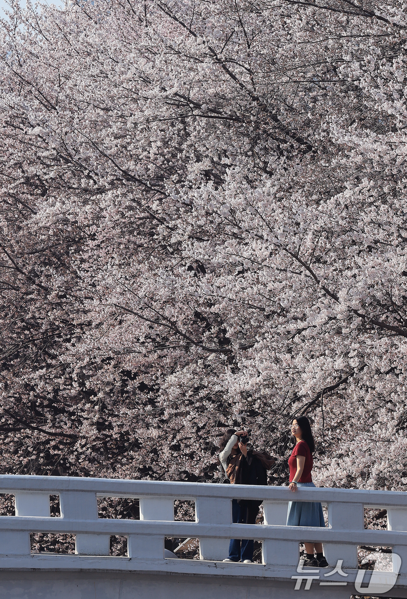 (서울=뉴스1) 임세영 기자 = 전국 낮 최고기온이 21도까지 오르며 완연한 봄 날씨가 이어진 2일 서울 서초구 양재천에서 시민들이 벚꽃 사이를 거닐며 봄 정취를 즐기고 있다. 2 …