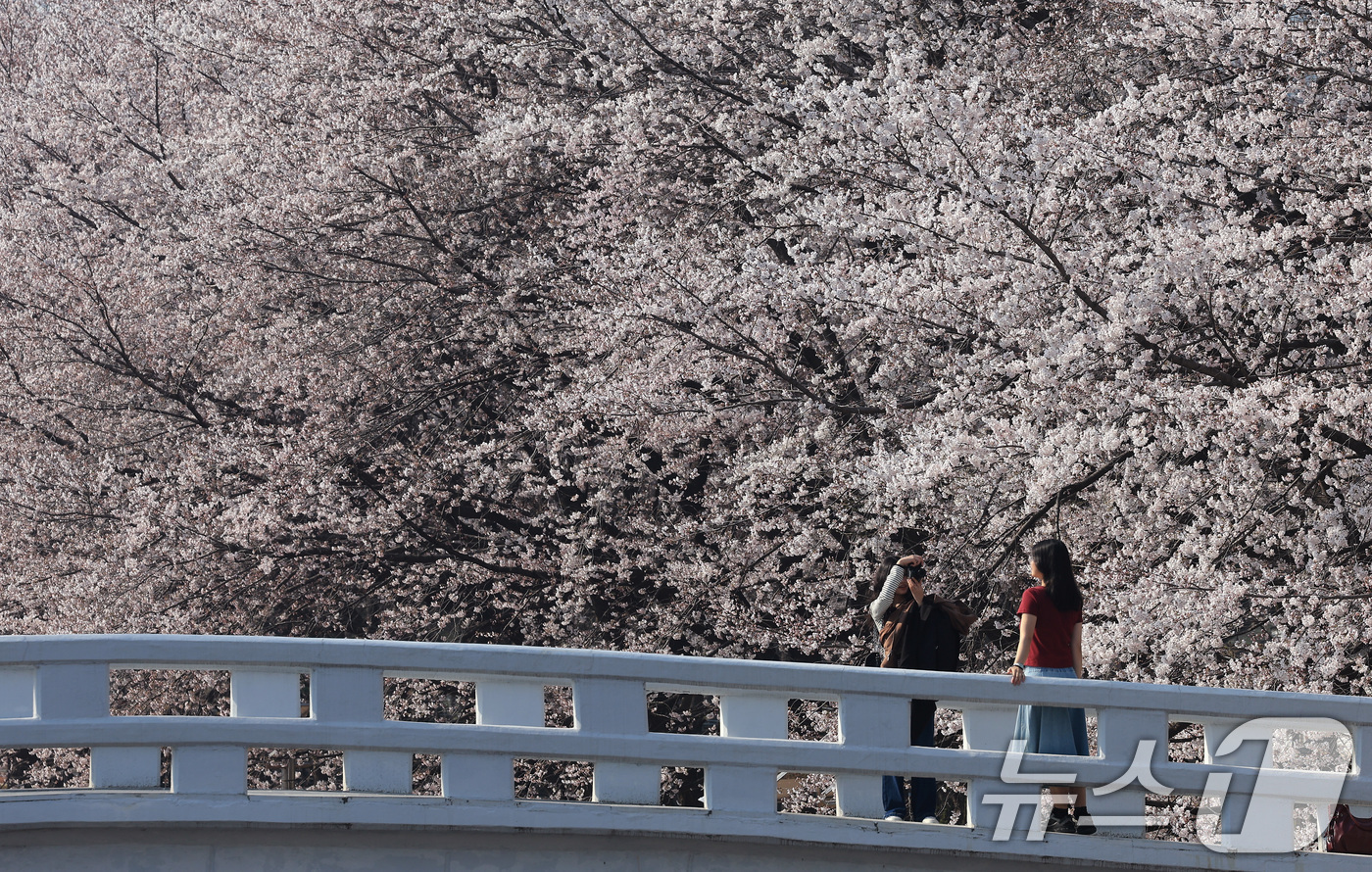(서울=뉴스1) 임세영 기자 = 전국 낮 최고기온이 21도까지 오르며 완연한 봄 날씨가 이어진 2일 서울 서초구 양재천에서 시민들이 벚꽃 사이를 거닐며 봄 정취를 즐기고 있다. 2 …