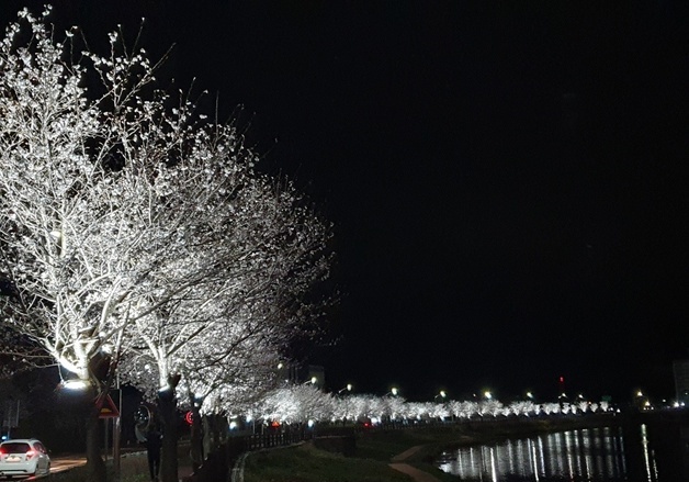 '벚꽃 절정' 곡성 옥과천에 LED 경관조명…밤에도 관광객 발길