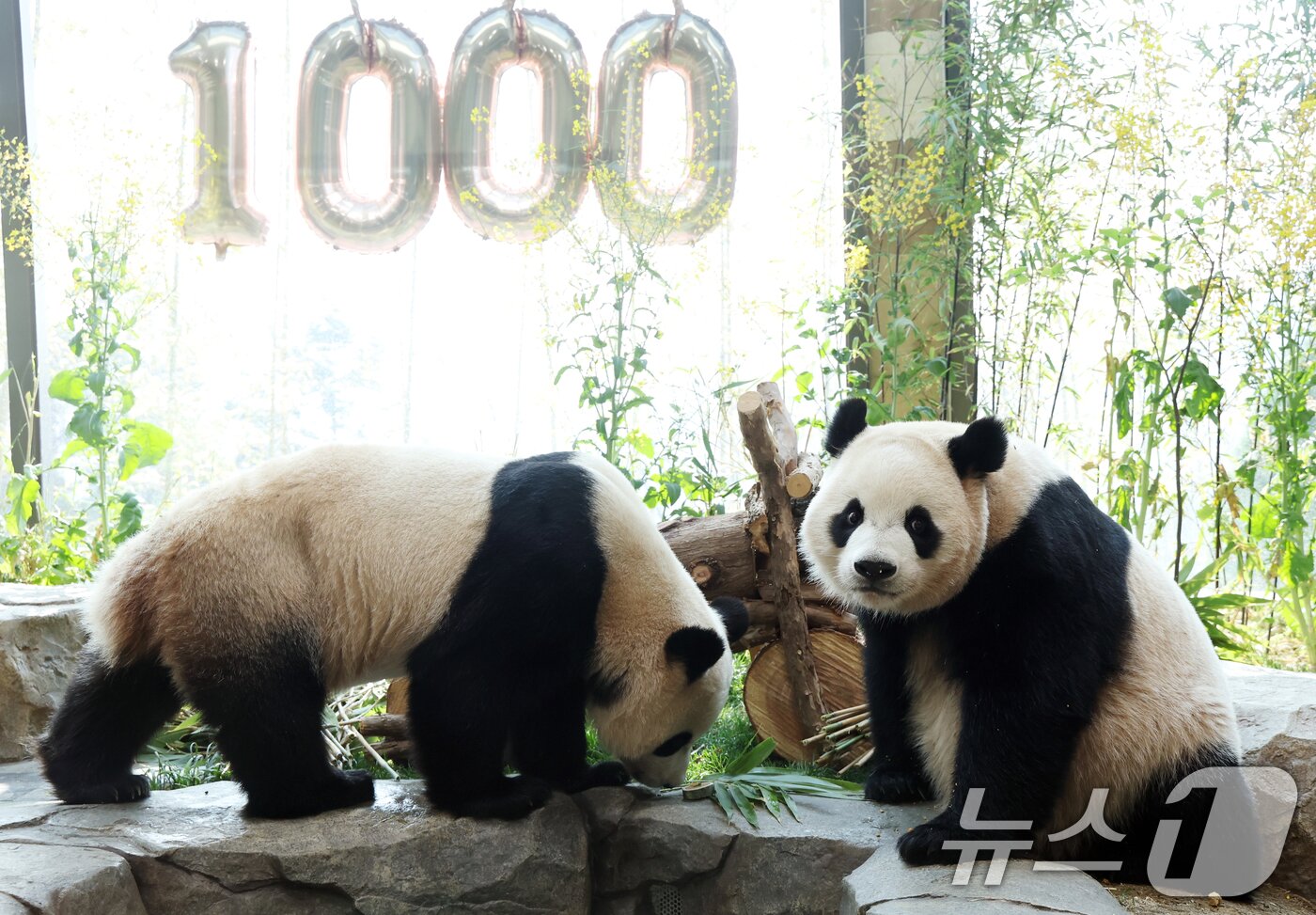 본문 이미지 - 2일 경기 용인시 처인구 에버랜드 '판다 세컨드하우스(Panda 2nd House)'에서 태어난 지 1000일을 맞은 쌍둥이 판다 루이바오, 후이바오가 특식으로 준비된 대나무 김밥과 나무로 만든 오토바이 장난감을 즐기며 즐거운 시간을 보내고 있다. ⓒ 뉴스1 김영운 기자