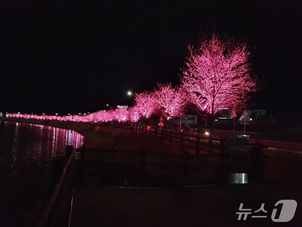 본문 이미지 - 전남 곡성군 옥과천 일대가 벚꽃과 LED 조명이 어우러져 몽환적인 분위기를 연출하고 았다(곡성군 제공) 