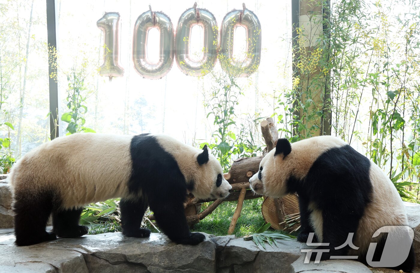 본문 이미지 - 2일 경기 용인시 처인구 에버랜드 '판다 세컨드하우스(Panda 2nd House)'에서 태어난 지 1000일을 맞은 쌍둥이 판다 루이바오, 후이바오가 특식으로 준비된 대나무 김밥과 나무로 만든 오토바이 장난감을 즐기며 즐거운 시간을 보내고 있다. ⓒ 뉴스1 김영운 기자