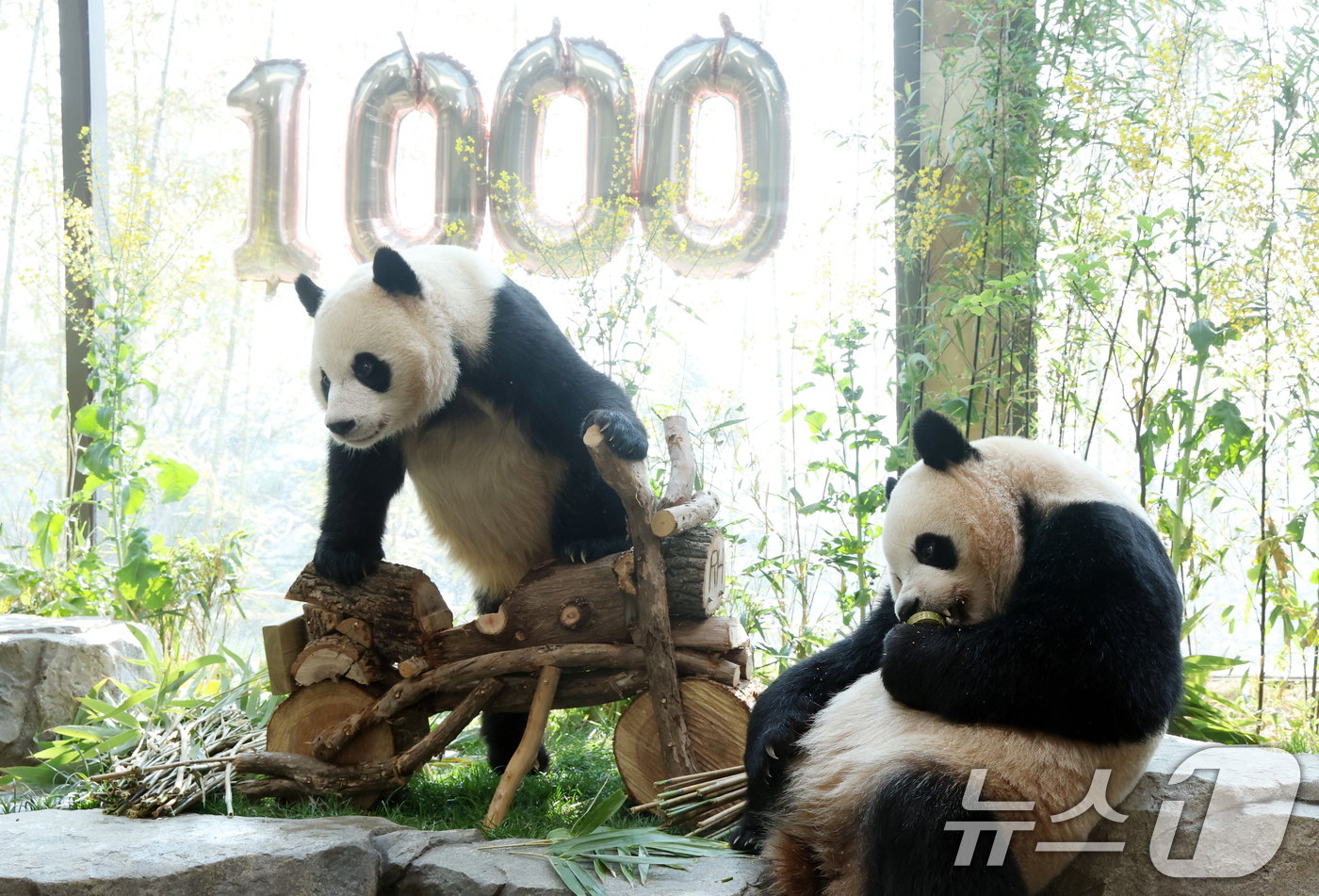(용인=뉴스1) 김영운 기자 = 2일 경기 용인시 처인구 에버랜드 '판다 세컨드하우스(Panda 2nd House)'에서 태어난 지 1000일을 맞은 쌍둥이 판다 루이바오, 후이바 …