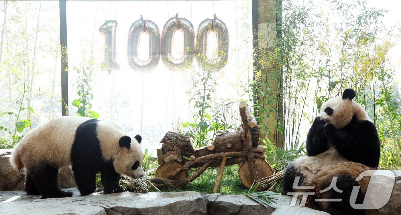 본문 이미지 - 2일 경기 용인시 처인구 에버랜드 '판다 세컨드하우스(Panda 2nd House)'에서 태어난 지 1000일을 맞은 쌍둥이 판다 루이바오, 후이바오가 특식으로 준비된 대나무 김밥과 나무로 만든 오토바이 장난감을 즐기며 즐거운 시간을 보내고 있다. ⓒ 뉴스1 김영운 기자
