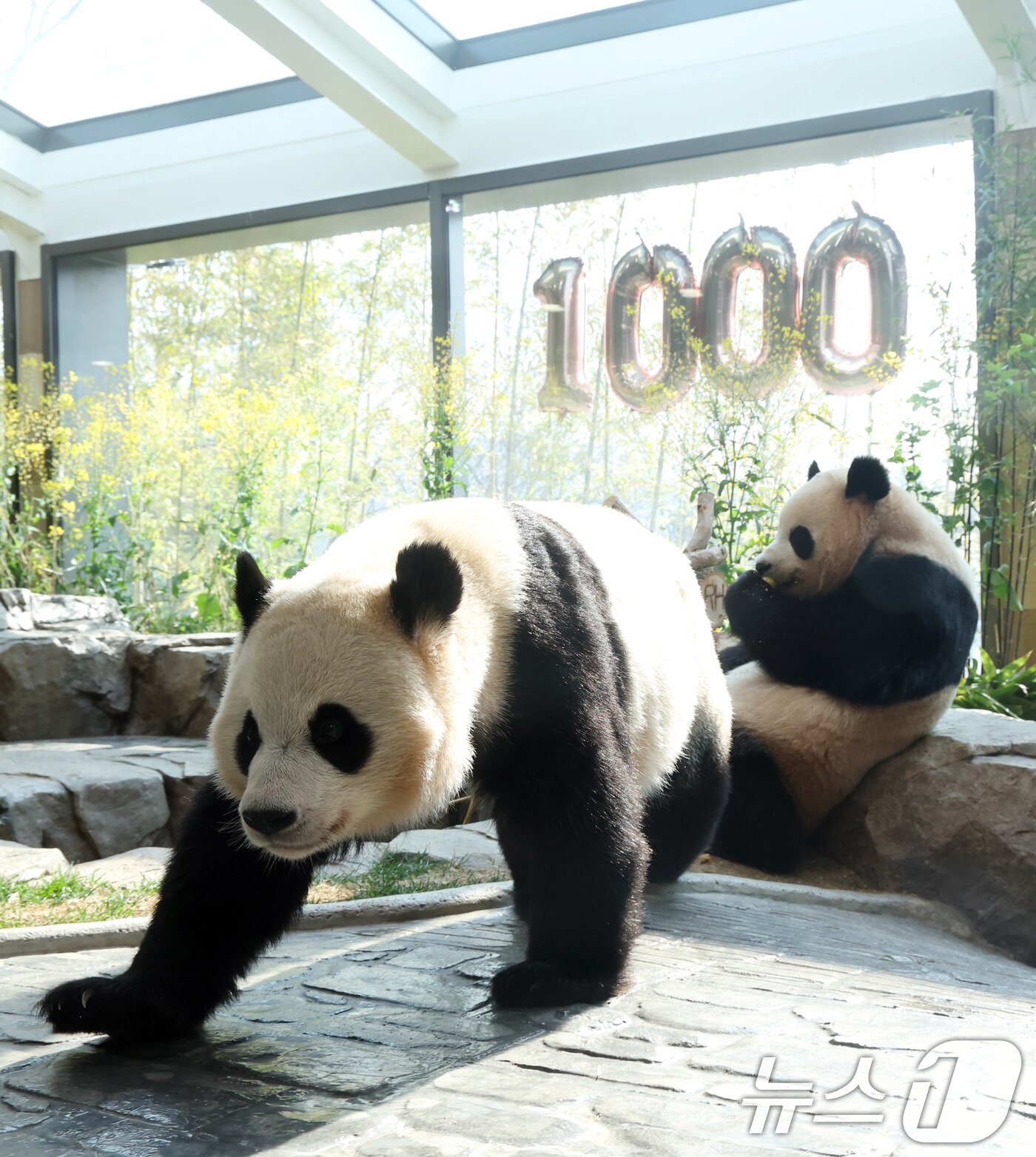 본문 이미지 - 2일 경기 용인시 처인구 에버랜드 '판다 세컨드하우스(Panda 2nd House)'에서 태어난 지 1000일을 맞은 쌍둥이 판다 루이바오, 후이바오가 특식으로 준비된 대나무 김밥과 나무로 만든 오토바이 장난감을 즐기며 즐거운 시간을 보내고 있다. ⓒ 뉴스1 김영운 기자