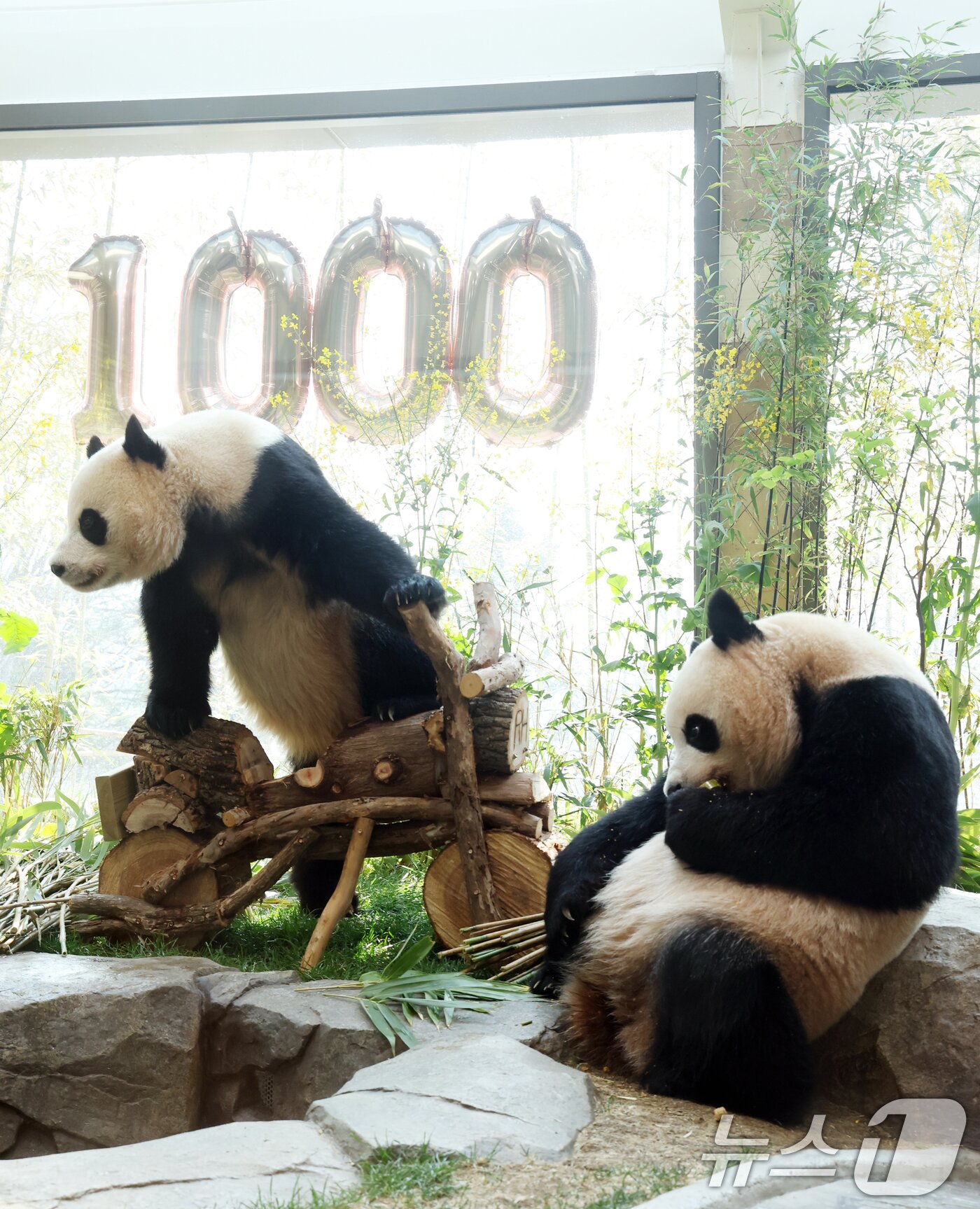 본문 이미지 - 2일 경기 용인시 처인구 에버랜드 '판다 세컨드하우스(Panda 2nd House)'에서 태어난 지 1000일을 맞은 쌍둥이 판다 루이바오, 후이바오가 특식으로 준비된 대나무 김밥과 나무로 만든 오토바이 장난감을 즐기며 즐거운 시간을 보내고 있다. ⓒ 뉴스1 김영운 기자