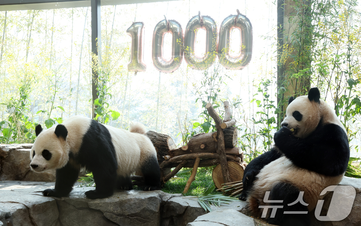 (용인=뉴스1) 김영운 기자 = 2일 경기 용인시 처인구 에버랜드 '판다 세컨드하우스(Panda 2nd House)'에서 태어난 지 1000일을 맞은 쌍둥이 판다 루이바오, 후이바 …