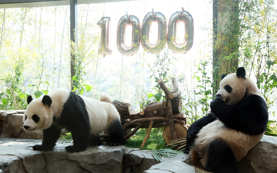 [뉴스1 PICK] "루이바오, 후이바오야 태어난 지 1000일을 축하해"