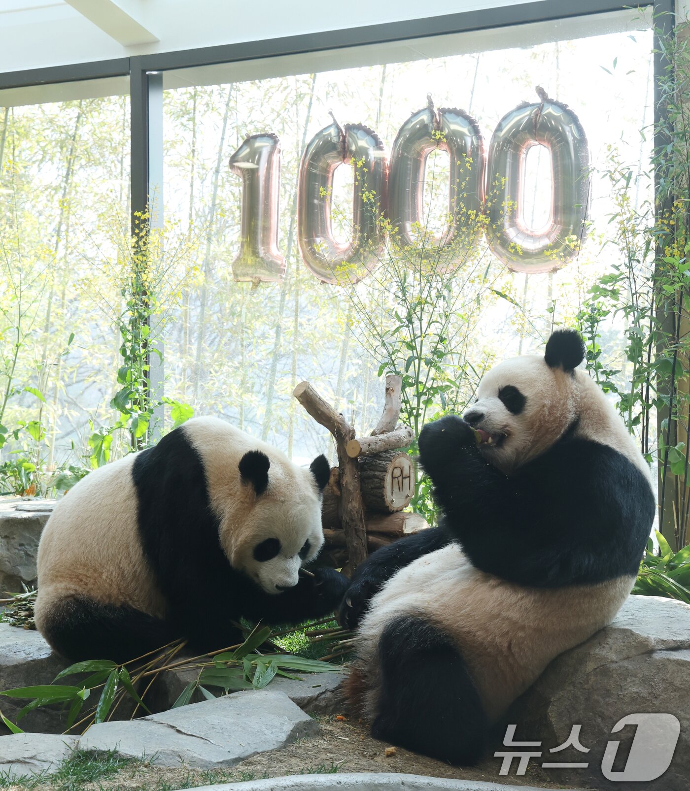 본문 이미지 - 2일 경기 용인시 처인구 에버랜드 '판다 세컨드하우스(Panda 2nd House)'에서 태어난 지 1000일을 맞은 쌍둥이 판다 루이바오, 후이바오가 특식으로 준비된 대나무 김밥과 나무로 만든 오토바이 장난감을 즐기며 즐거운 시간을 보내고 있다. ⓒ 뉴스1 김영운 기자