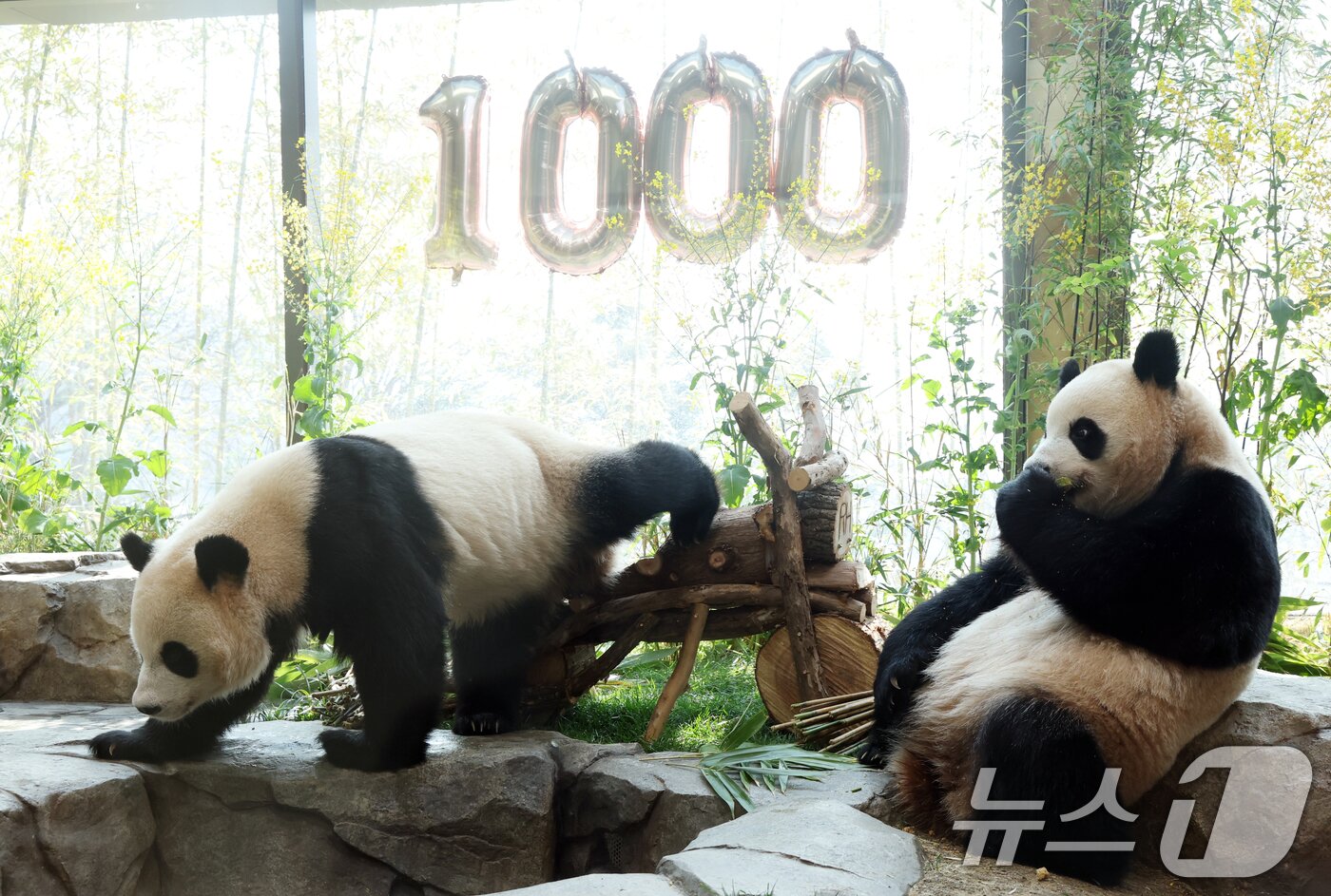 본문 이미지 - 2일 경기 용인시 처인구 에버랜드 '판다 세컨드하우스(Panda 2nd House)'에서 태어난 지 1000일을 맞은 쌍둥이 판다 루이바오, 후이바오가 특식으로 준비된 대나무 김밥과 나무로 만든 오토바이 장난감을 즐기며 즐거운 시간을 보내고 있다. ⓒ 뉴스1 김영운 기자