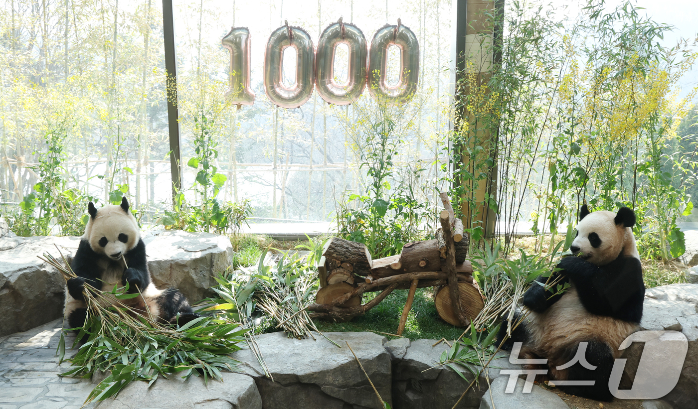 (용인=뉴스1) 김영운 기자 = 2일 경기 용인시 처인구 에버랜드 '판다 세컨드하우스(Panda 2nd House)'에서 태어난 지 1000일을 맞은 쌍둥이 판다 루이바오, 후이바 …