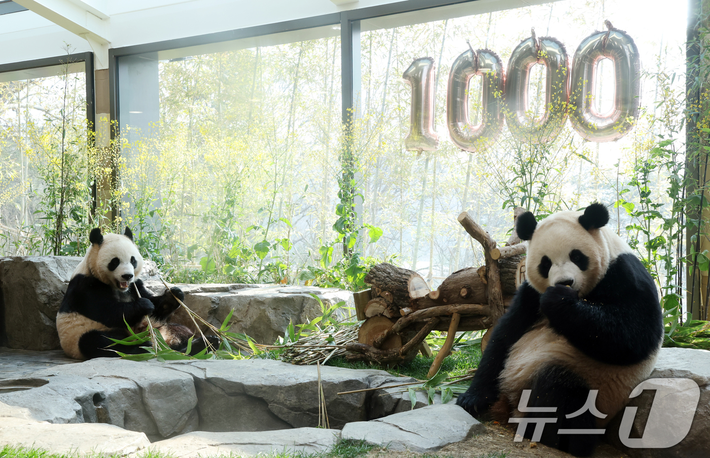 (용인=뉴스1) 김영운 기자 = 2일 경기 용인시 처인구 에버랜드 '판다 세컨드하우스(Panda 2nd House)'에서 태어난 지 1000일을 맞은 쌍둥이 판다 루이바오, 후이바 …