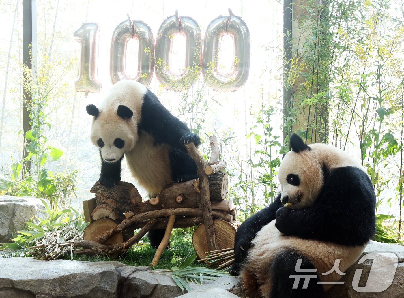 본문 이미지 - 2일 경기 용인시 처인구 에버랜드 '판다 세컨드하우스(Panda 2nd House)'에서 태어난 지 1000일을 맞은 쌍둥이 판다 루이바오, 후이바오가 특식으로 준비된 대나무 김밥과 나무로 만든 오토바이 장난감을 즐기며 즐거운 시간을 보내고 있다. ⓒ 뉴스1 김영운 기자
