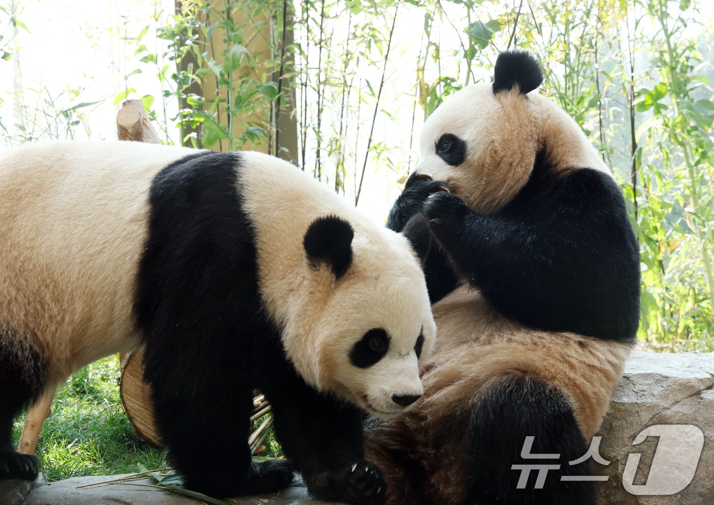 본문 이미지 - 2일 경기 용인시 처인구 에버랜드 '판다 세컨드하우스(Panda 2nd House)'에서 태어난 지 1000일을 맞은 쌍둥이 판다 루이바오, 후이바오가 특식으로 준비된 대나무 김밥과 나무로 만든 오토바이 장난감을 즐기며 즐거운 시간을 보내고 있다. ⓒ 뉴스1 김영운 기자