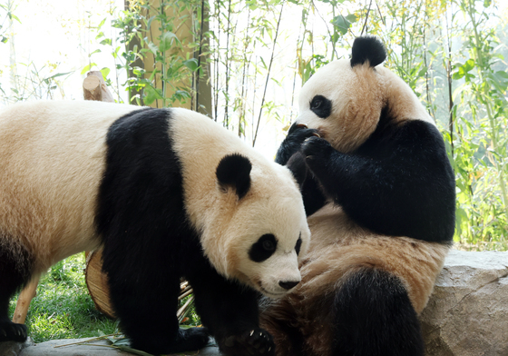 루이바오·후이바오 1000일 축하해