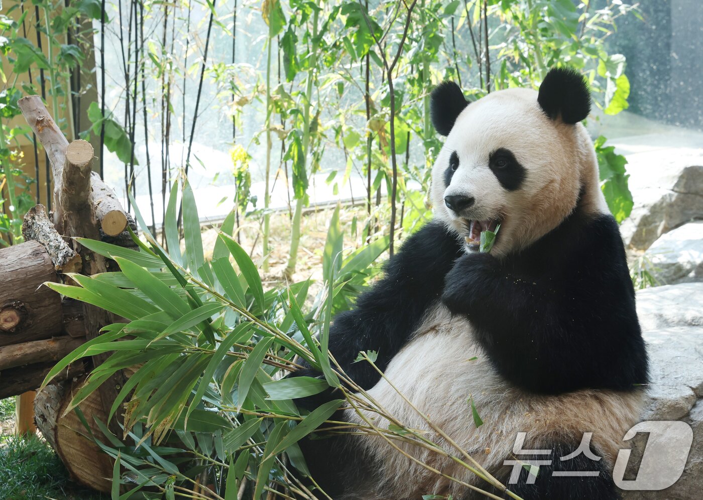 본문 이미지 - 2일 경기 용인시 처인구 에버랜드 '판다 세컨드하우스(Panda 2nd House)'에서 태어난 지 1000일을 맞은 쌍둥이 판다 루이바오가 특식으로 준비된 대나무 김밥과 나무로 만든 오토바이 장난감을 즐기며 즐거운 시간을 보내고 있다. ⓒ 뉴스1 김영운 기자