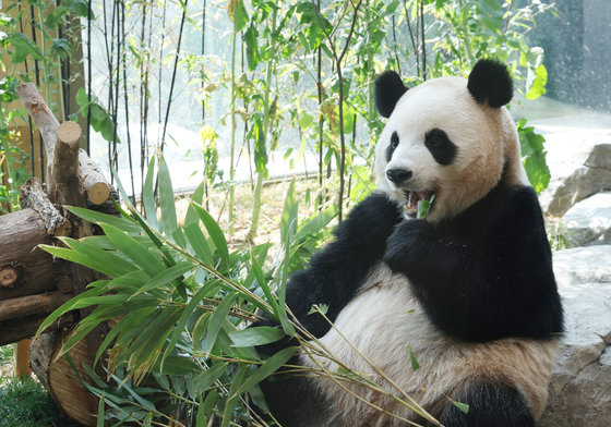 루이바오·후이바오 벌써 1000일…건강하게 자라줘서 고마워
