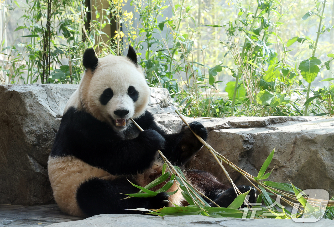 (용인=뉴스1) 김영운 기자 = 2일 경기 용인시 처인구 에버랜드 '판다 세컨드하우스(Panda 2nd House)'에서 태어난 지 1000일을 맞은 쌍둥이 판다 후이바오가 특식으 …