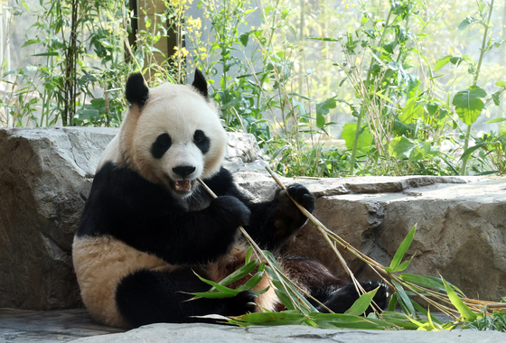 루이바오·후이바오 벌써 1000일…건강하게 자라줘서 고마워