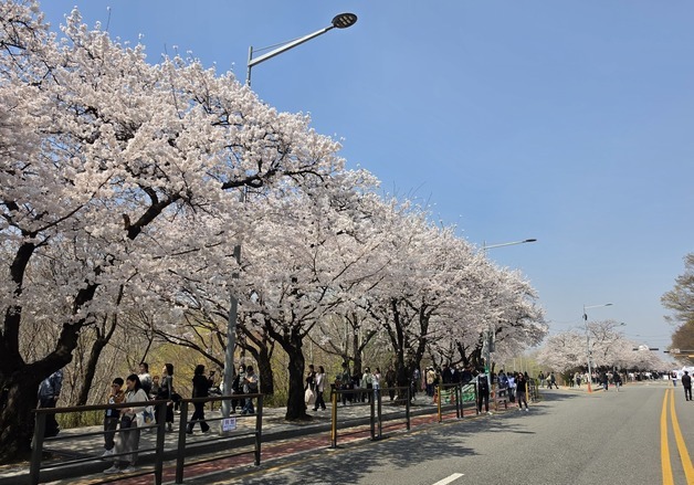 내일부터 최대 150㎜·수도권 20㎜ 봄비 '벚꽃엔딩'…다음주 '포근'