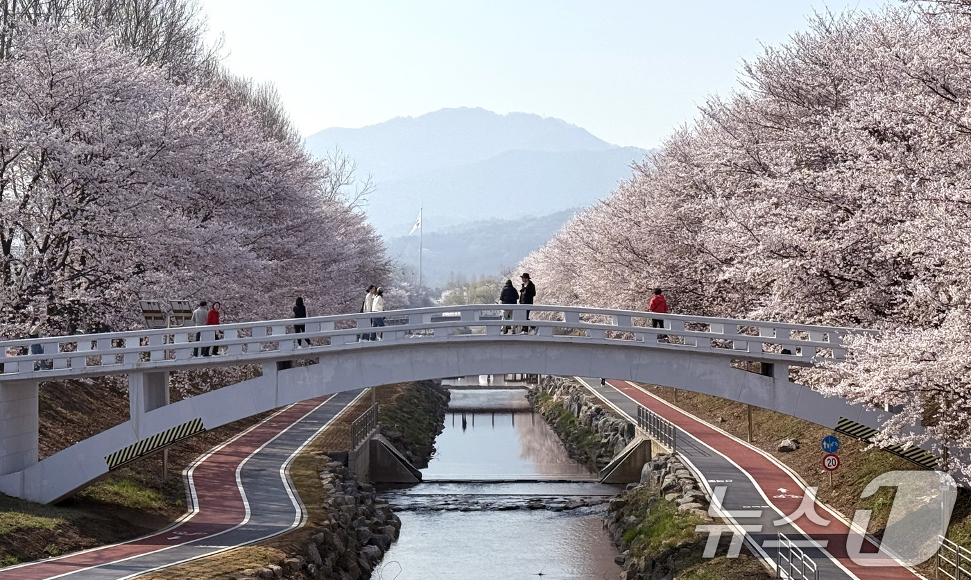 (서울=뉴스1) 임세영 기자 = 전국 낮 최고기온이 21도까지 오르며 완연한 봄 날씨가 이어진 2일 서울 서초구 양재천에서 시민들이 벚꽃 사이를 거닐며 봄 정취를 즐기고 있다. 2 …