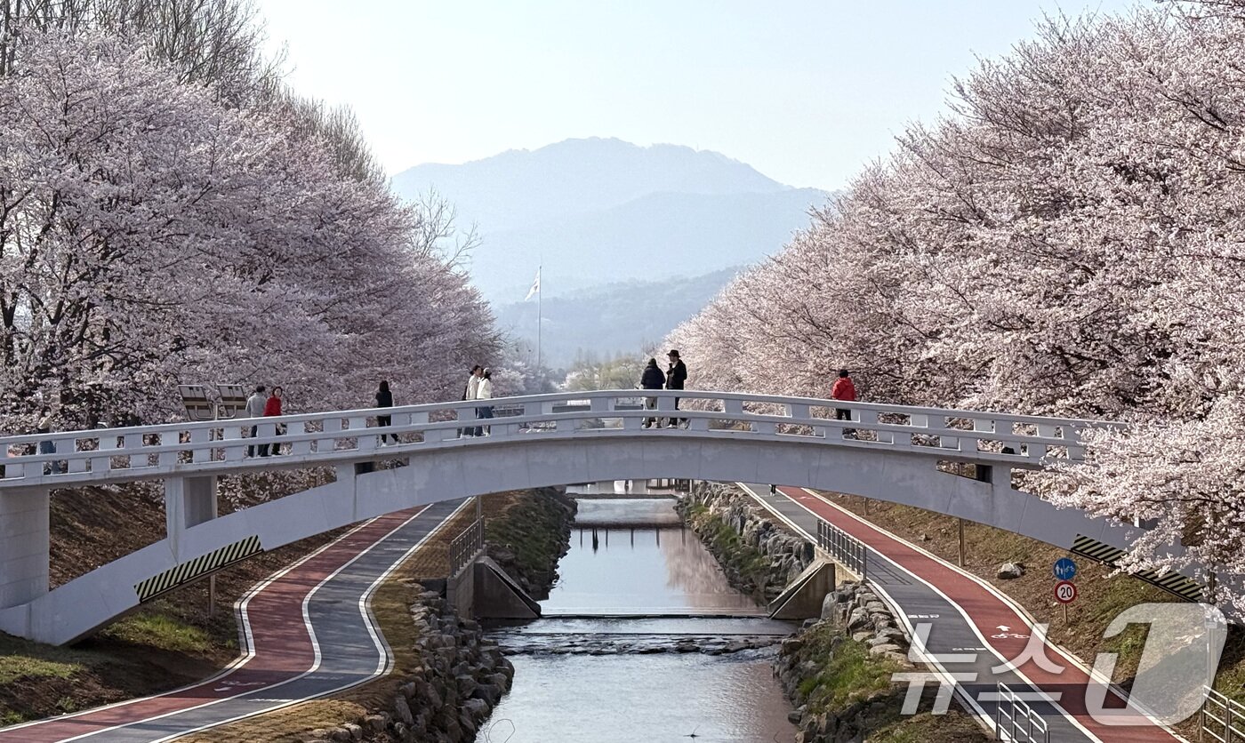 본문 이미지 - 전국 낮 최고기온이 21도까지 오르며 완연한 봄 날씨가 이어진 2일 서울 서초구 양재천에서 시민들이 벚꽃 사이를 거닐며 봄 정취를 즐기고 있다. ⓒ 뉴스1 임세영 기자