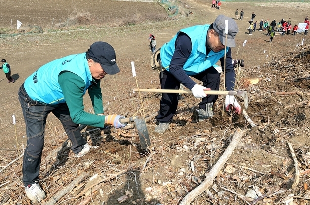 괴산군, 문광면 광덕리에 낙엽송 1만1000그루 식재
